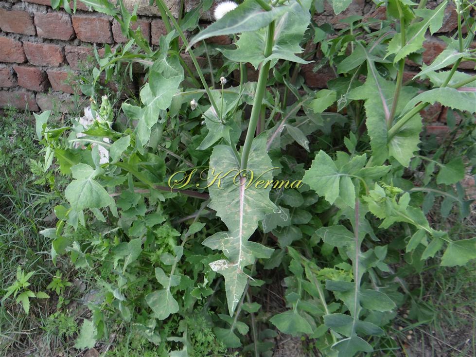  Shoot with lower, middle and upper cauline leaves